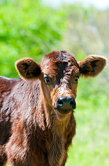 Image showing Brown baby calf