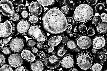 Image showing Firewood black and white background