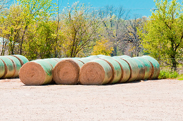 Image showing Harvested hay bales on farm