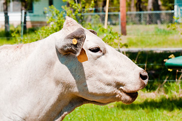 Image showing Smiling white cow