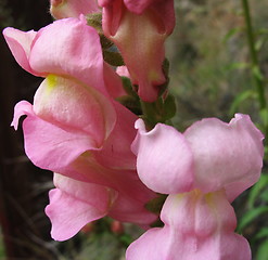 Image showing Natural pink