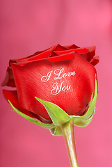 Image showing Red rose with I Love You printed on it