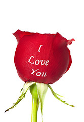 Image showing Red rose with I Love You printed on it