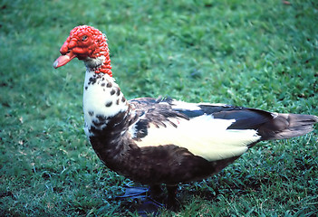 Image showing Wild turkey.