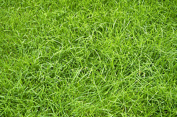 Image showing green summer grass