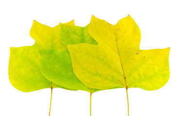 Image showing three bright yellow autumntulip tree leaves 