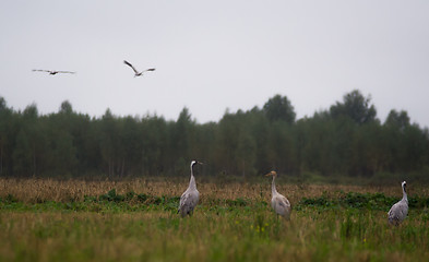 Image showing Common crane (Grus grus)