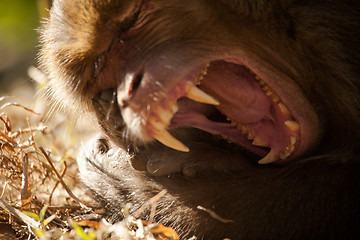 Image showing The rhesus macaque monkey (Macaca mulatta)