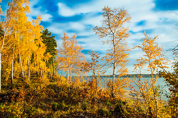 Image showing Colorful and bright autumn forest