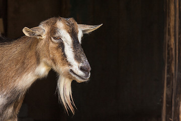 Image showing Goat portrait