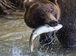 Image showing Brown Bear with a fresh catch of salmon