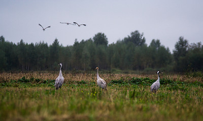 Image showing Common crane (Grus grus)
