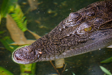 Image showing Closeup of a crocodile