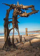 Image showing Snag on the beach