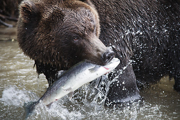 Image showing Brown Bear with a fresh catch of salmon