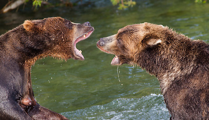 Image showing Brown Bears Fighting in the Water