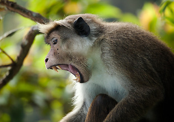 Image showing The rhesus macaque monkey (Macaca mulatta)