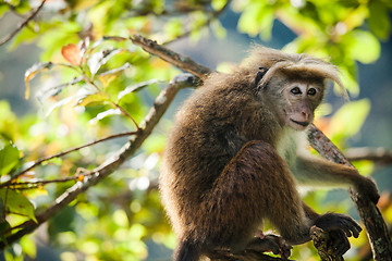 Image showing The rhesus macaque monkey (Macaca mulatta)