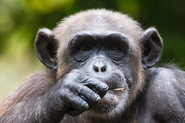 Image showing Chimpanzee in captivity