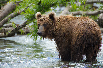 Image showing The brown bear fishes