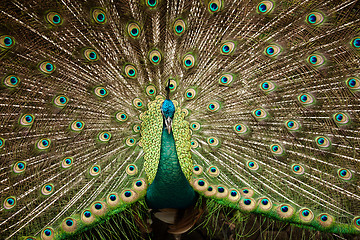 Image showing Portrait of beautiful peacock with feathers out