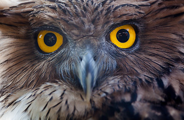 Image showing owl portrait