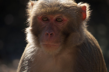 Image showing The rhesus macaque monkey (Macaca mulatta)