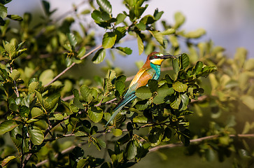 Image showing european bee-eater (Merops Apiaster) outdoor