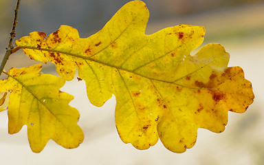 Image showing Yellow autumn leaf oak