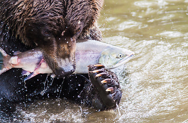 Image showing Brown Bear with Salmon