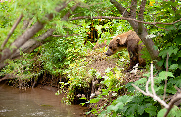 Image showing The brown bear fishes in Russia on Kamchatka