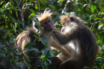 Image showing The rhesus macaque monkey (Macaca mulatta)