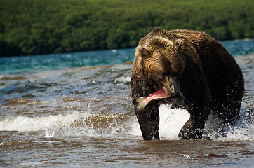 Image showing Brown Bear with a fresh catch of salmon