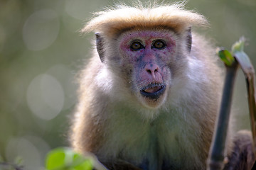 Image showing The rhesus macaque monkey (Macaca mulatta)