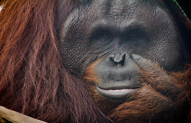 Image showing the Orang Utan