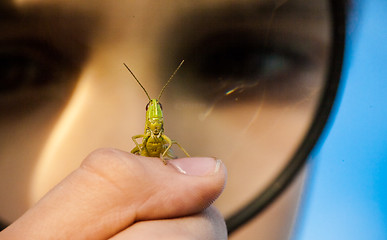 Image showing Young boy play with  grasshopper