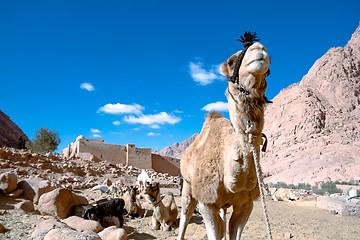 Image showing Camel at St. Catherine’s Monastery