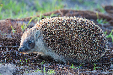 Image showing Wild hedgehog