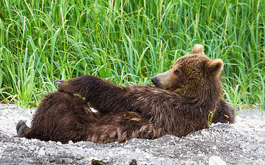 Image showing Female brown bear