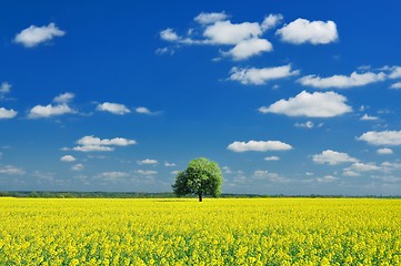 Image showing Spring Landscape, Lonely tree and Colza Field