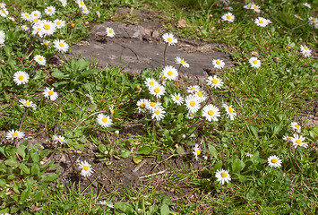 Image showing Daisy flower