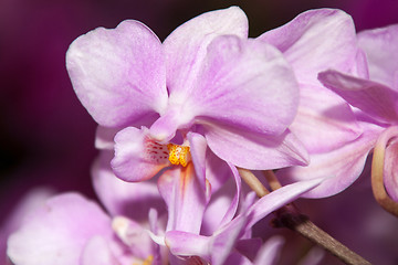 Image showing Phalaenopsis