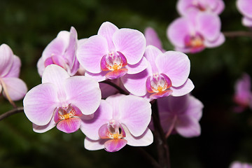 Image showing Phalaenopsis