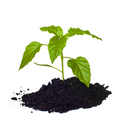 Image showing Young seedling growing in a soil.