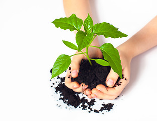 Image showing Small plant cupped in child's hands