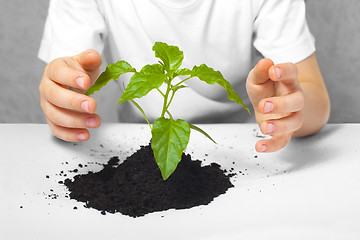 Image showing Small plant cupped in child's hands