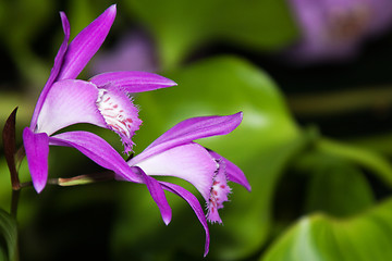 Image showing Japan Orchid (Bletilla striata)