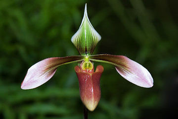 Image showing Paphiopedilum