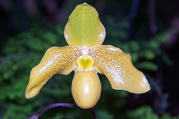 Image showing Paphiopedilum