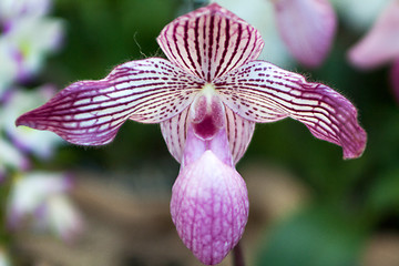 Image showing Paphiopedilum